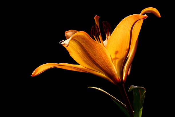 Lily Flower Common wild Orange Lily on black background day lily photos stock pictures, royalty-free photos & images
