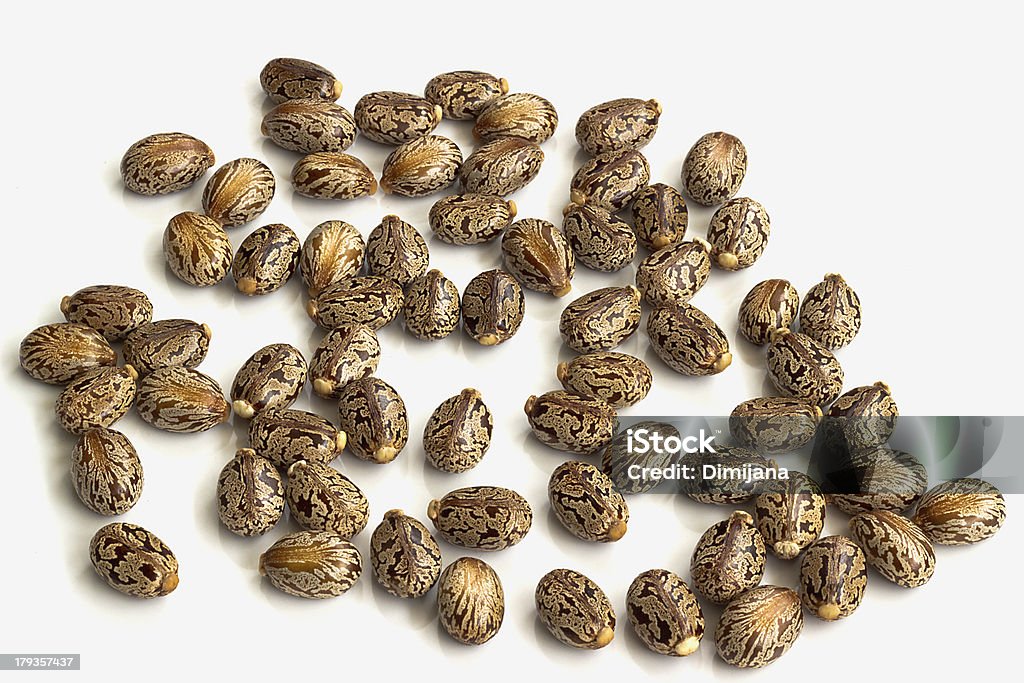 Castor oil seeds Castor oil seeds-Ricinus communis Castor - Mythological Character Stock Photo