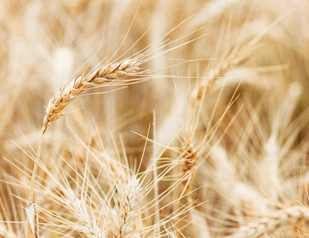 istock Macro closeup of wheat ear 179357550