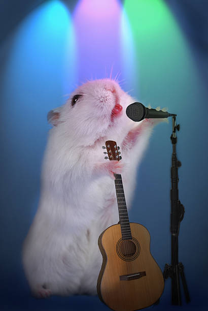 Hamster As Music Star With Microphone And Guitar Stock Photo - Download  Image Now - Hamster, Singing, Animal - iStock
