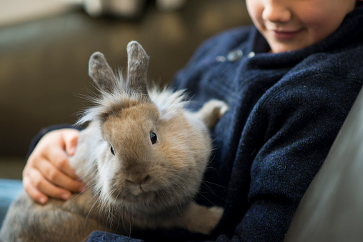 Closeup of a cute little fluffy pet bunny rabbit sitting on an elementary age little boys laps and looking at the camera while sitting on the couch in the living room.