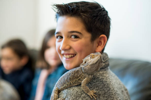 Boy and His Pet Lizard Smiling elementary age boy is looking at the camera as his pet bearded dragon lizard is relaxing on his shoulder and also looking at the camera. exotic pets stock pictures, royalty-free photos & images