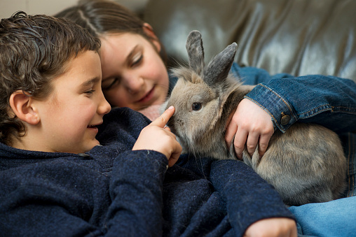 Two elementary age siblings, a boy and girl, are laying on the couch together lovingly holding their pet bunny rabbit in the living room. They young pet owner reaches a finger to stroke the forehead of the rabbit.