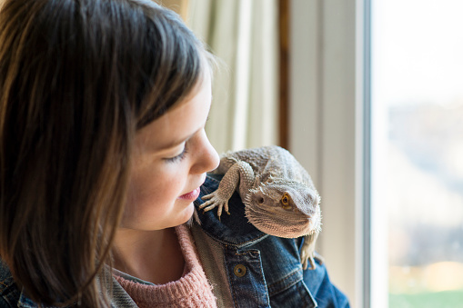 Elementary age female pet owner is smiling as she is looking down at her shoulder where her pet bearded dragon lizard is sitting and holding on to her.