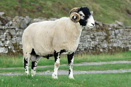 Close up of a fine Swaledale ram, male sheep, with curly horns, standing  in green field with drystone walling, facing right. Swaledale sheep are a  breed native to the Swaledale area in North Yorks