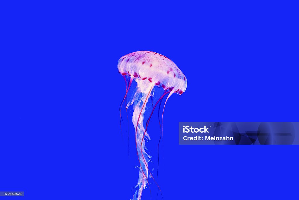 아름다운 젤리 어류 의 수족관, 청색 배경 - 로열티 프리 Nettle 스톡 사진