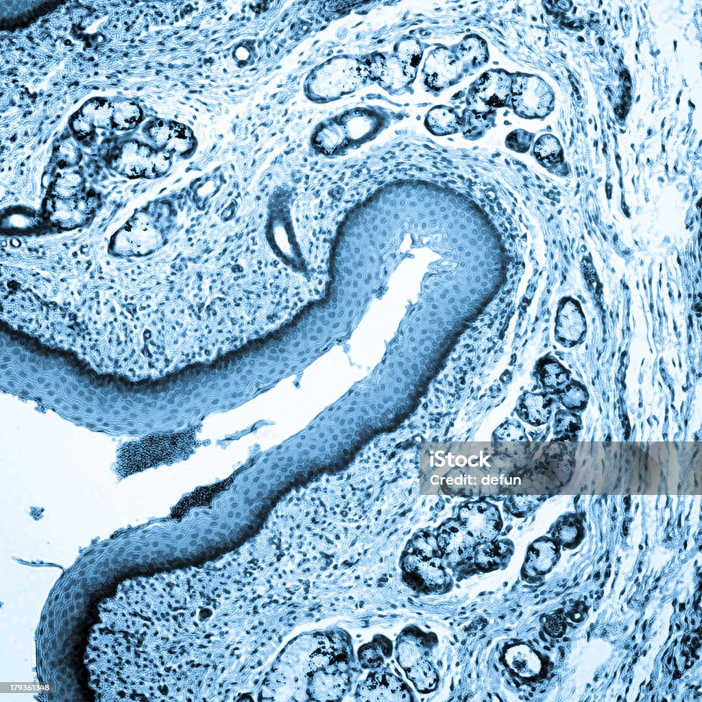 Epitelio estratificado escamosas - Foto de stock de Adherencia de célula libre de derechos