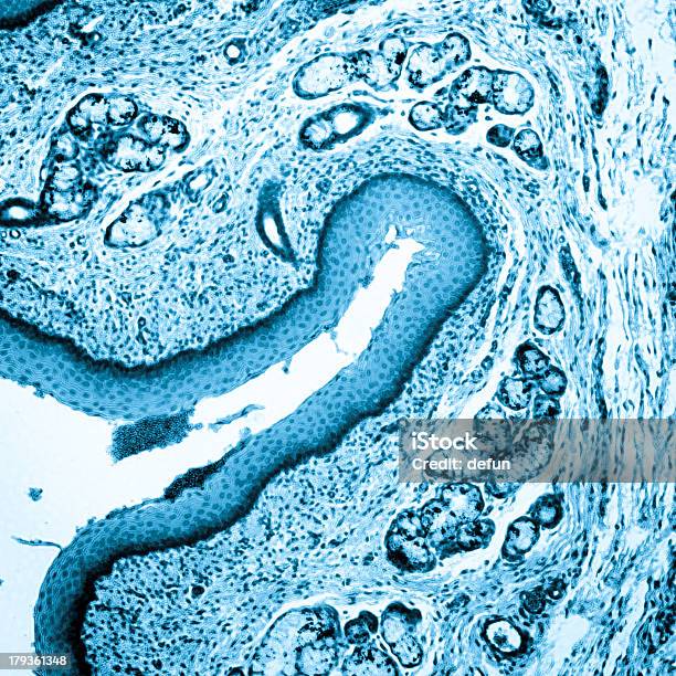 Epitelio Estratificado Escamosas Foto de stock y más banco de imágenes de Adherencia de célula - Adherencia de célula, Asistencia sanitaria y medicina, Aumento a gran escala