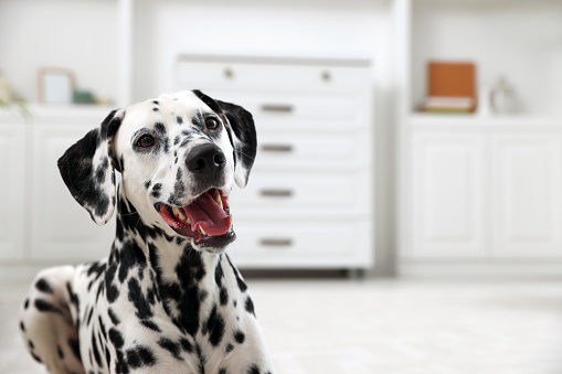 Adorable Dalmatian dog indoors, space for text