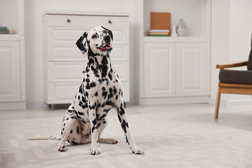 Adorable Dalmatian dog sitting on rug indoors. Lovely pet