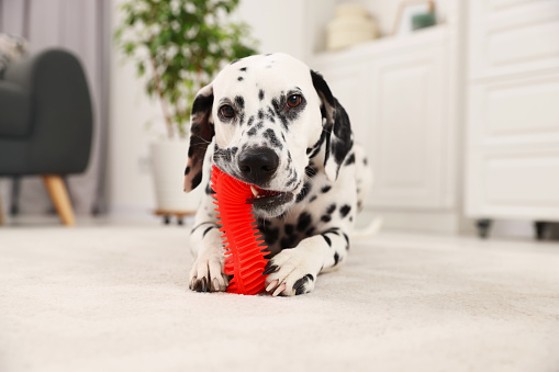 Adorable Dalmatian dog playing with toy indoors. Lovely pet