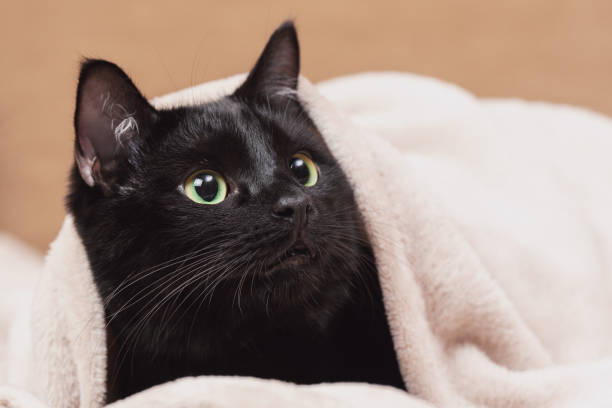 istock Portrait of a black cat peeking out from under a blanket during a cold snap 1793619551