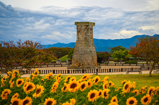 Gyeongju City Landmark Heritage Architecture in South Korea, sunflower field and Cheomseongdae, the cylindrical remains of an early observatory built in 647 C.E.
