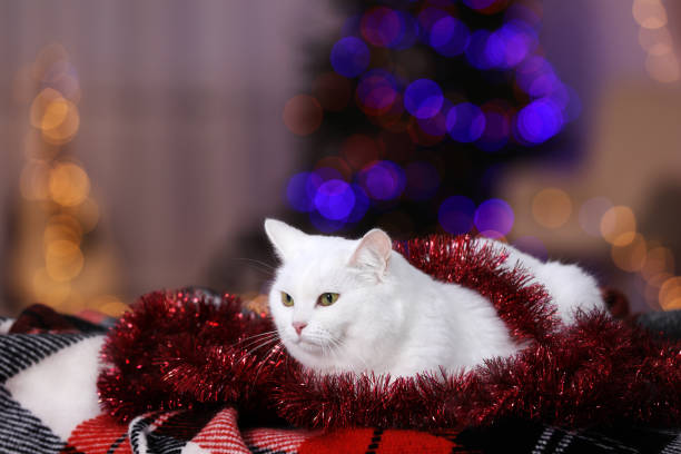 Christmas atmosphere. Cute cat with tinsel lying on plaid indoors. Space for text