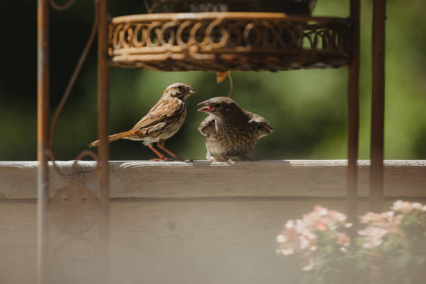 A baby cowbird has been \