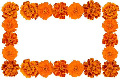 Marigold flower isolated on white, Latin name Tagetes