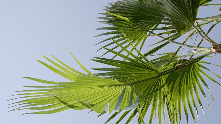 Tropical coconut palm leaf swaying in the wind with sun light, Summer background, slow motion. Coconut palm trees bottom view sun shining through branches swaying wind sunny.