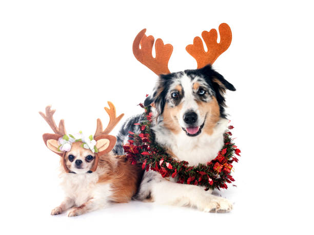 istock australian shepherd and chihuahua in studio 1793626553