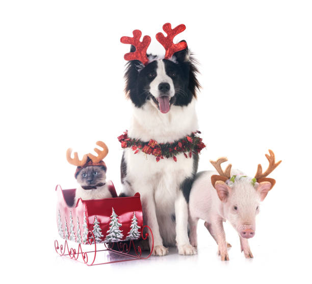istock cat, miniature pig and dog in studio 1793626557