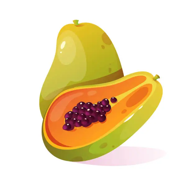 Vector illustration of Vector papaya illustration. Fresh tropical cartoon fruit.