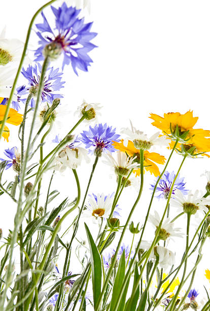 istock Growing up field flowers 179363134