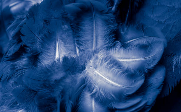 istock blue feather pigeon macro photo. texture or background 1793631446