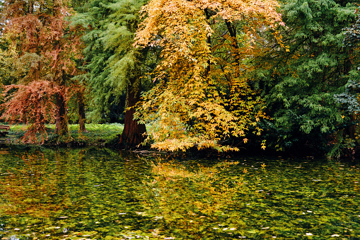 Autumn in Europe - Beautiful Nature in the Park
