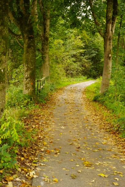 istock A walking path between the trees in early autumn. A walk along the German Alley. Walking path. Alley in early autumn. A walk in autumn in Bavaria. 1793633147