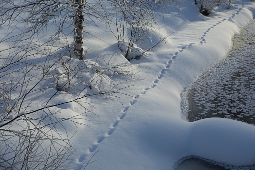 View of trees, bushes and footprints on white snow outdoors