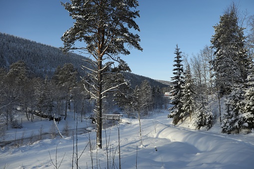 Picturesque view of trees and bushes covered with snow outdoors. Winter landscapes