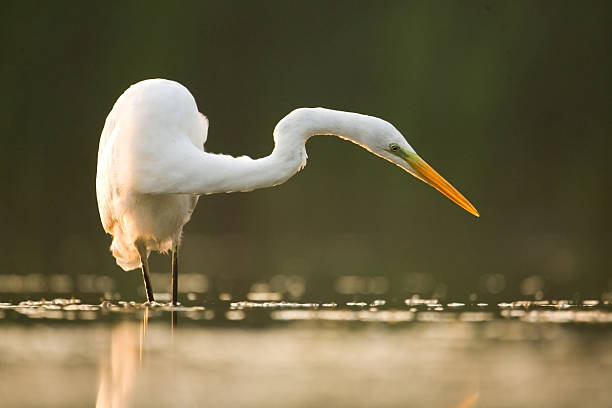 istock White great egret in water fishing 179364184