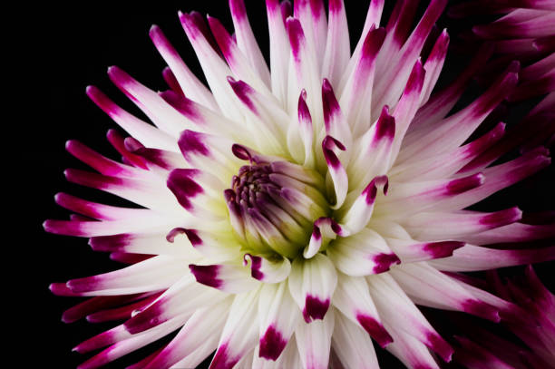 istock beautiful dahlia flowers isolated on a background 1793642276