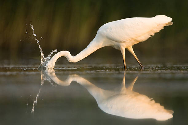 istock White great egret fishing with head under water 179364238