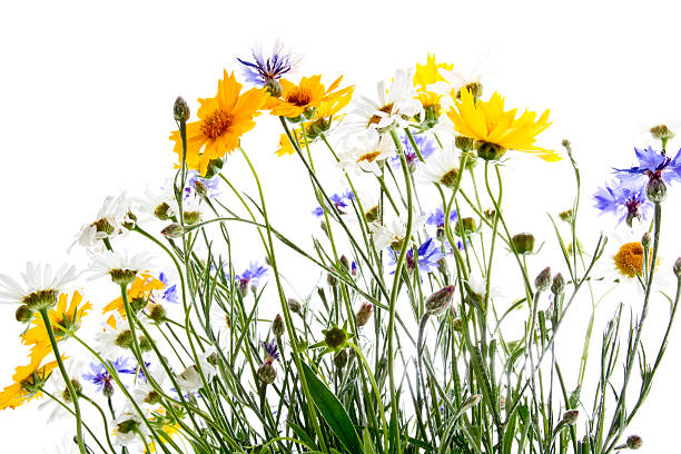 grandir champ de fleurs 2 - meadow flowers photos et images de collection