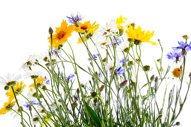 crescendo fiori di campo 2 - wildflower foto e immagini stock