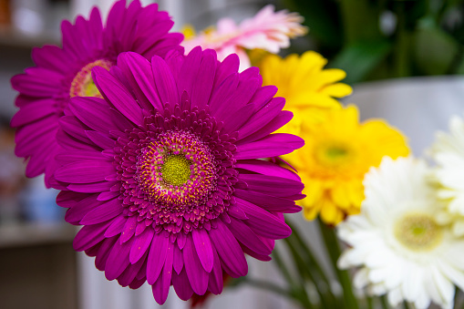 Colorful  bouquet of fresh Gerbera flowers