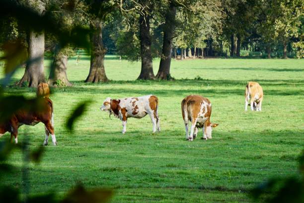 istock Cows of Bavaria. Cows graze in Upper Bavaria. 1793648236