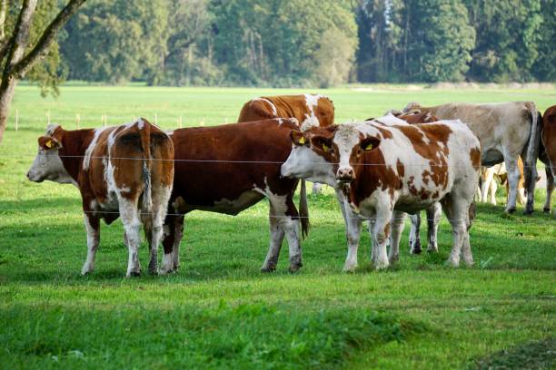 istock Cows of Bavaria. Cows graze in Upper Bavaria. 1793650375