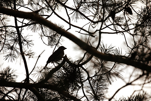 The silhouette of a bird in a pine tree.