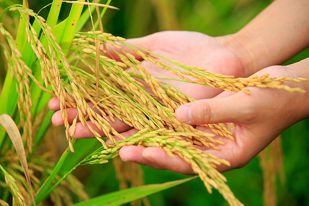 istock hand hold rice at field 179365125