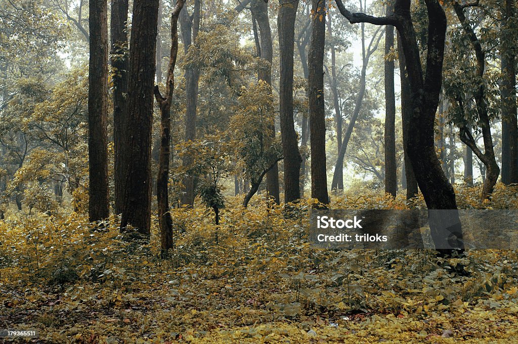 Осенний лес - Стоковые фото Satoyama - Scenery роялти-фри