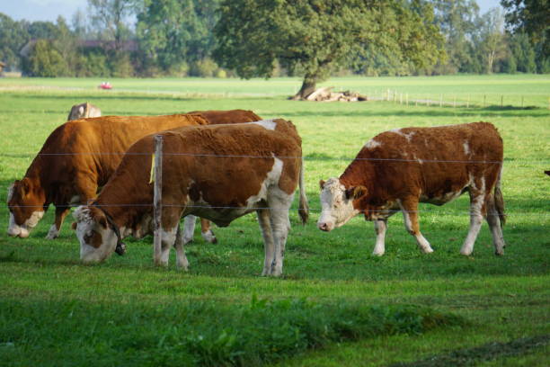istock Cows of Bavaria. Cows graze in Upper Bavaria. 1793655763