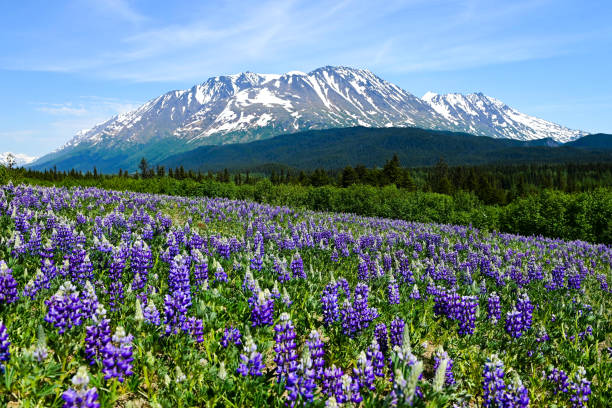 Lupine in Alaska