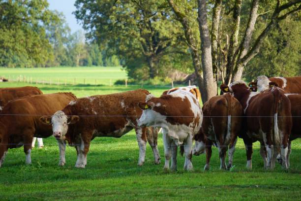 istock Cows of Bavaria. Cows graze in Upper Bavaria. 1793656289