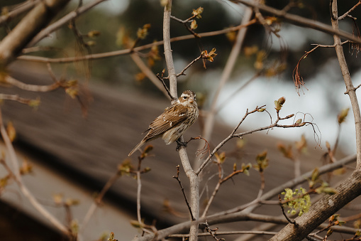 A sparrow perched in a  maple tree.
