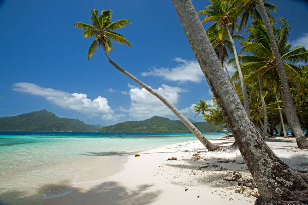 istock Tranquil Tropical Beach with Palm Trees and Clear Blue Water 1793671312