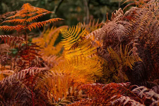 dry ferns in a forest in autumn
