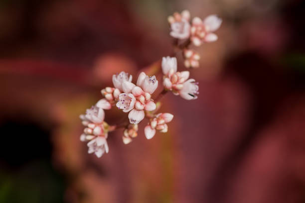 istock Achillea millefolium flowers on a blurred background 1793683019