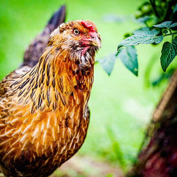 Hen, close-up. 