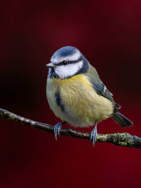 Blue Tit on a perch in the Autumn stock photo